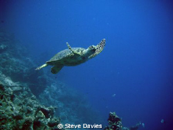 Look Mum, I can fly. by Steve Davies 